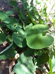 Aristolochia fimbriata