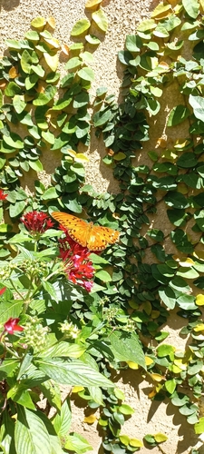 Gulf Fritillary