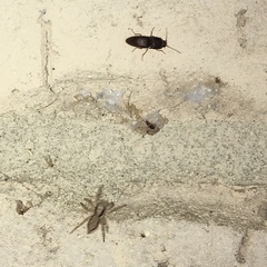 Heteroderes amplicollis