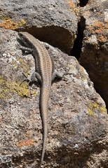 Chioninia fogoensis