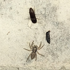 Heteroderes amplicollis