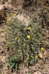 Helianthemum