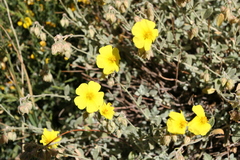 Helianthemum