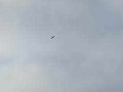 Milvus milvus