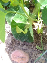 Aristolochia fimbriata