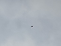 Milvus milvus