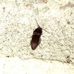 Heteroderes amplicollis