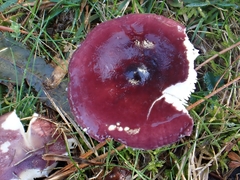 Russula caerulea