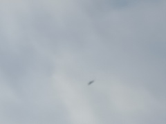 Milvus milvus