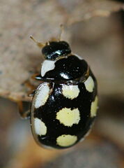 Oenopia lyncea