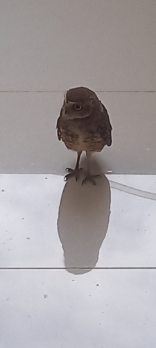 Burrowing Owl