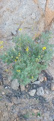 Encelia asperifolia