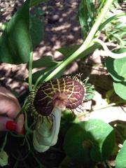 Aristolochia fimbriata