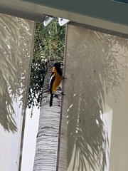 Icterus icterus