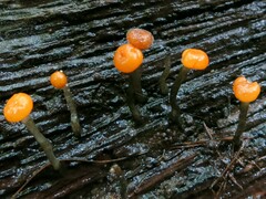 Vibrissea truncorum