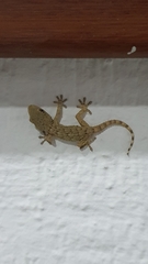 Tarentola mauritanica