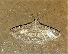 Polydesma
