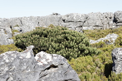 Mimetes fimbriifolius