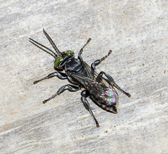 Tachysphex nigerrimus