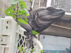 Ctenosaura acanthura