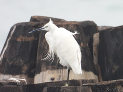 Egretta garzetta