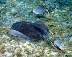 Caranx ruber