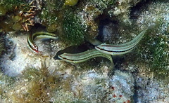 Halichoeres maculipinna