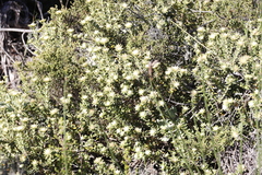 Phylica dioica
