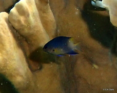 Stegastes partitus