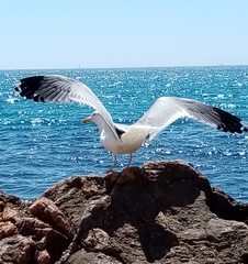Larus michahellis