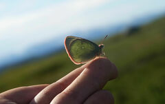 Colias palaeno