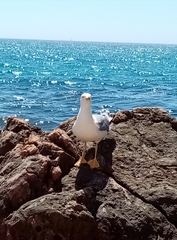 Larus michahellis