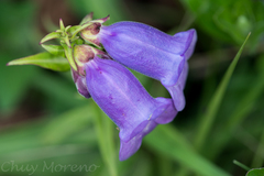 Penstemon gentianoides