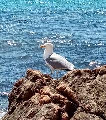 Larus michahellis