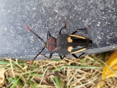 Calocomus desmarestii