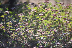 Euphorbia tomentulosa