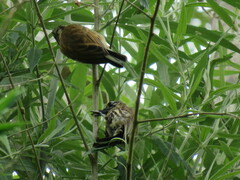 Picumnus nebulosus