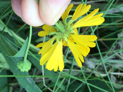 Helenium autumnale autumnale