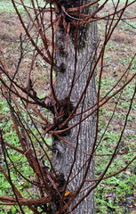 Ulmus minor