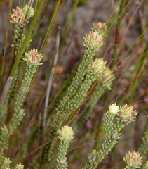 Campylostachys cernua