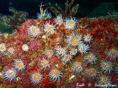 Actinothoe sphyrodeta