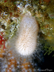 Alcyonium digitatum