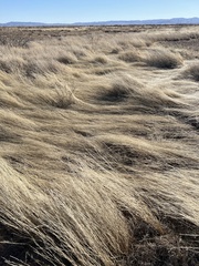 Aristida adscensionis