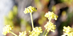 Nanobubon strictum