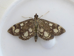 Anania coronata