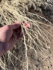 Aristida adscensionis