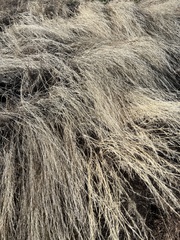 Aristida adscensionis