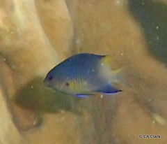 Stegastes partitus