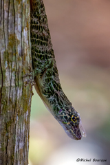 Anolis frenatus