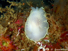 Cadlina laevis